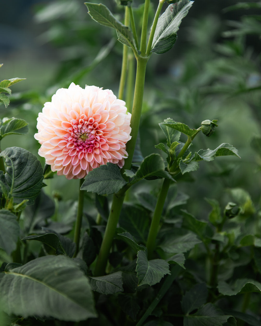 Dahlia Hapet Salmon