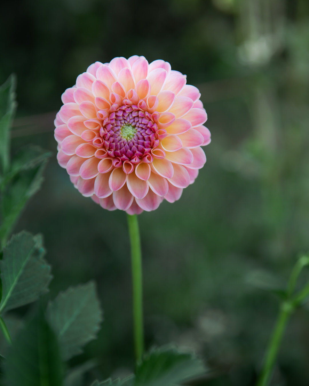 Dahlia Hapet Salmon
