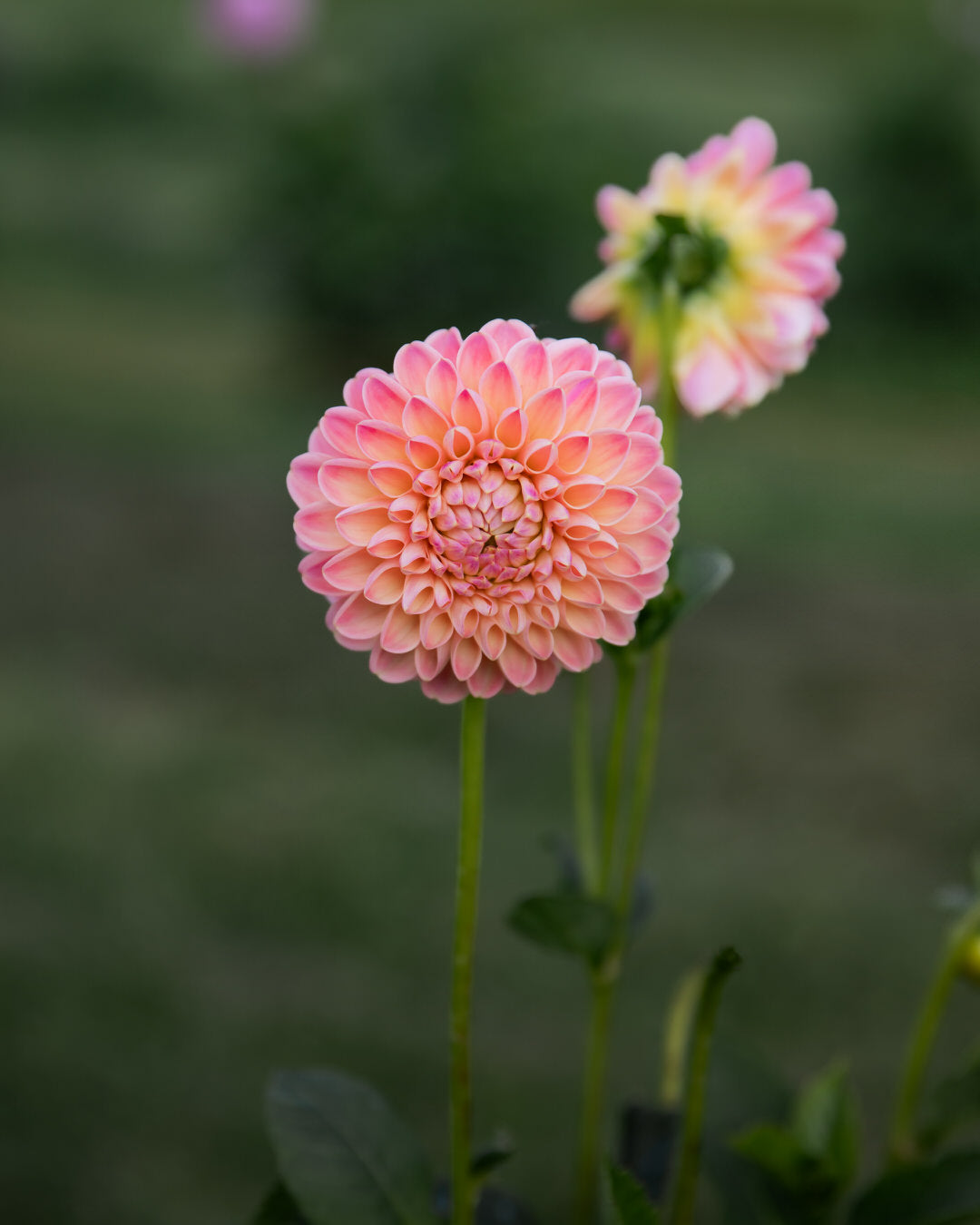 Dahlia Hapet Salmon