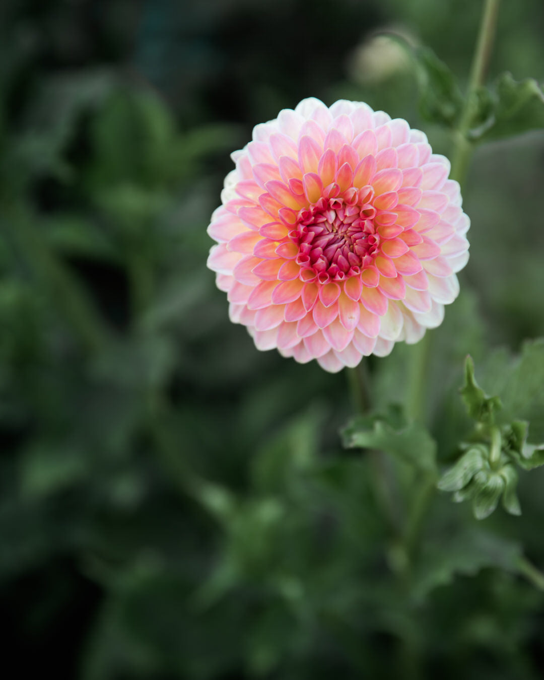 Dahlia Hillcrest Suffusion