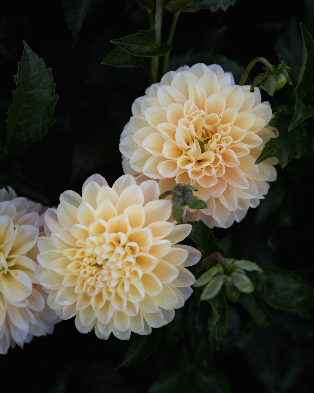 Dahlia Honey Dew