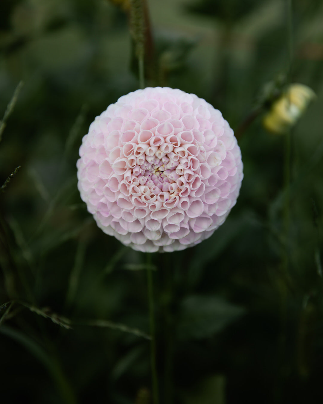 Dahlia Irish Candy