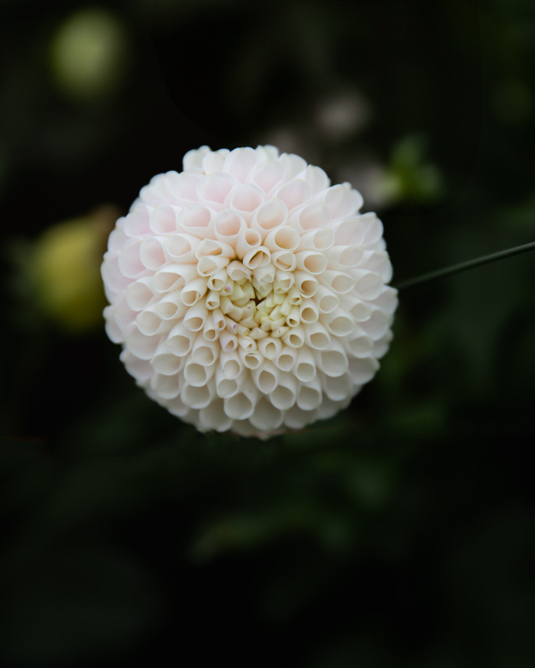 Dahlia Irish Candy