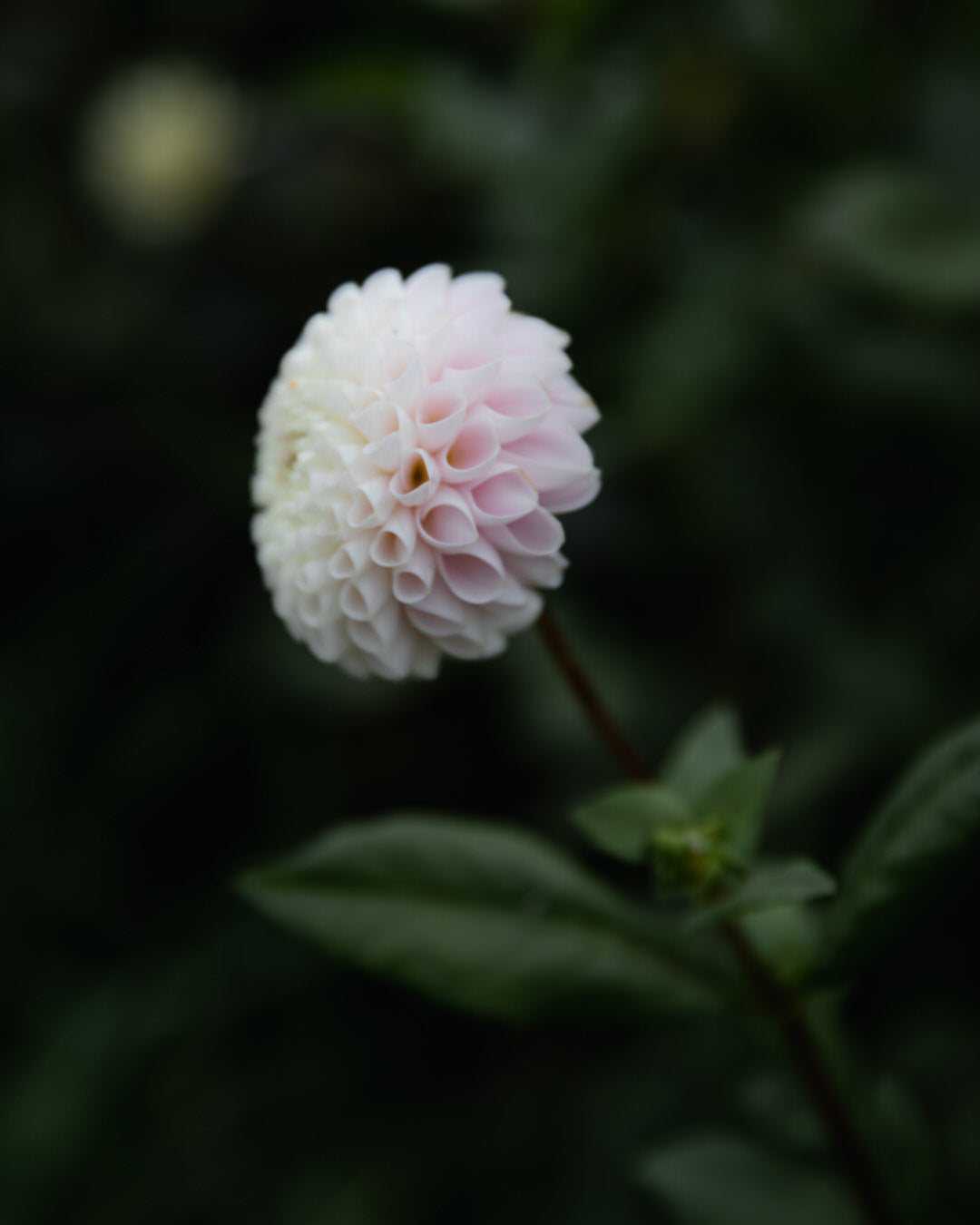 Dahlia Irish Candy
