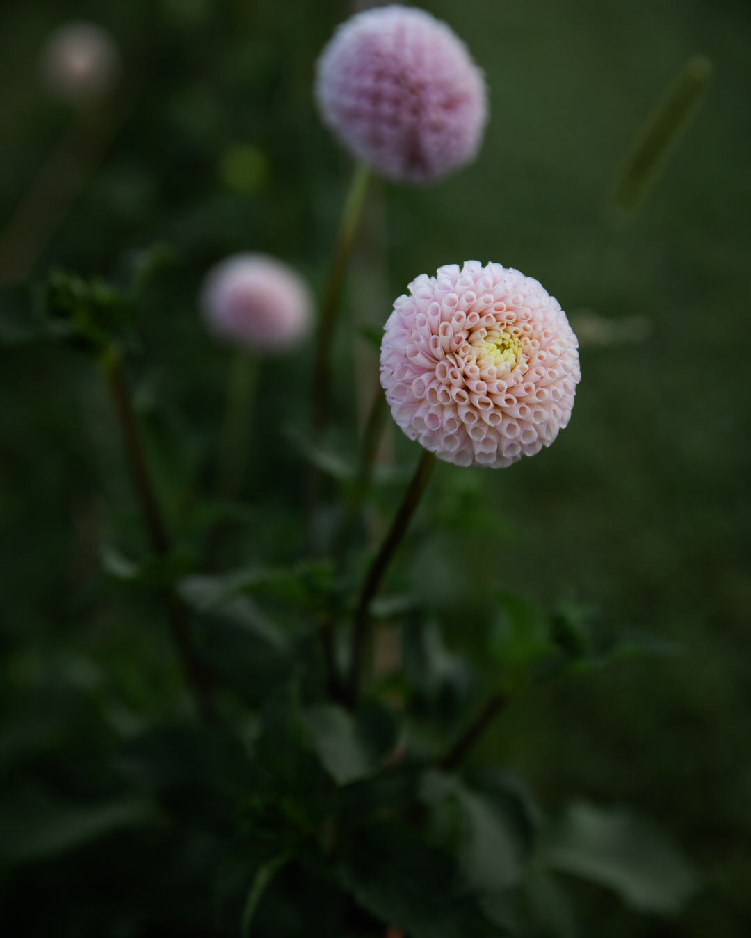 Dahlia Irish D Porter