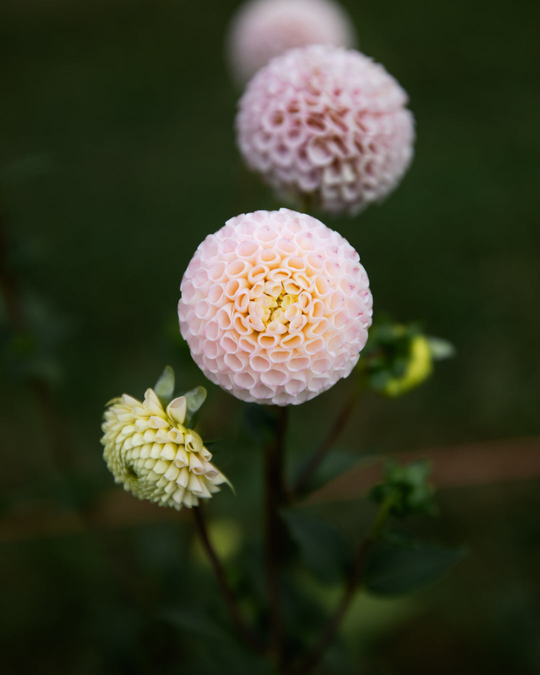 Dahlia Irish D Porter