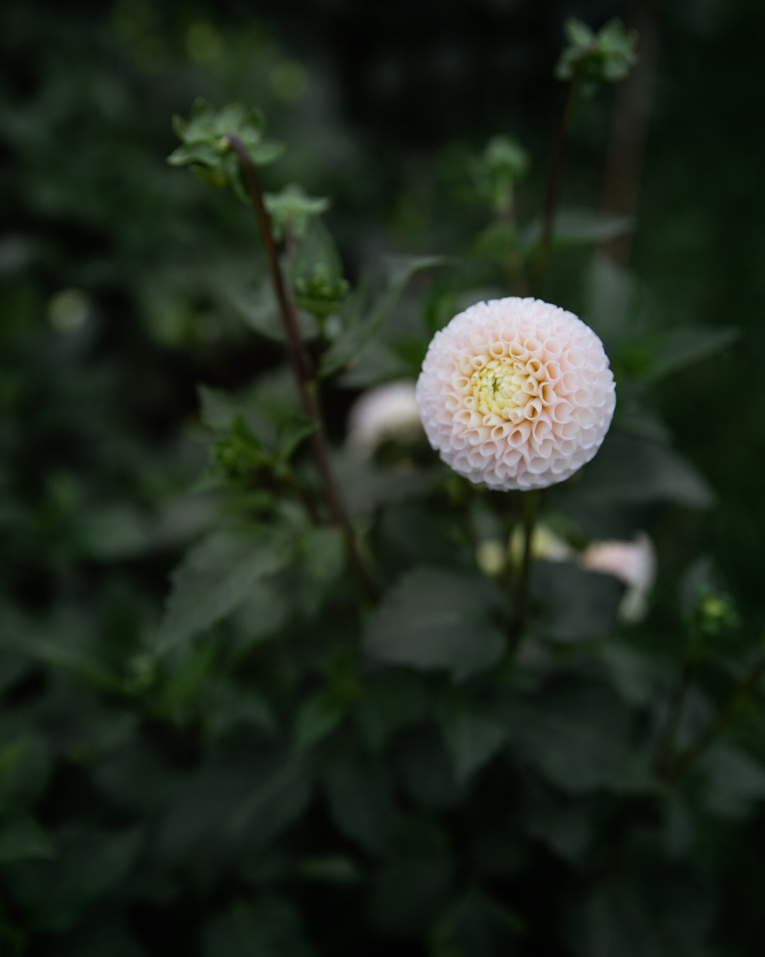 Dahlia Irish D Porter