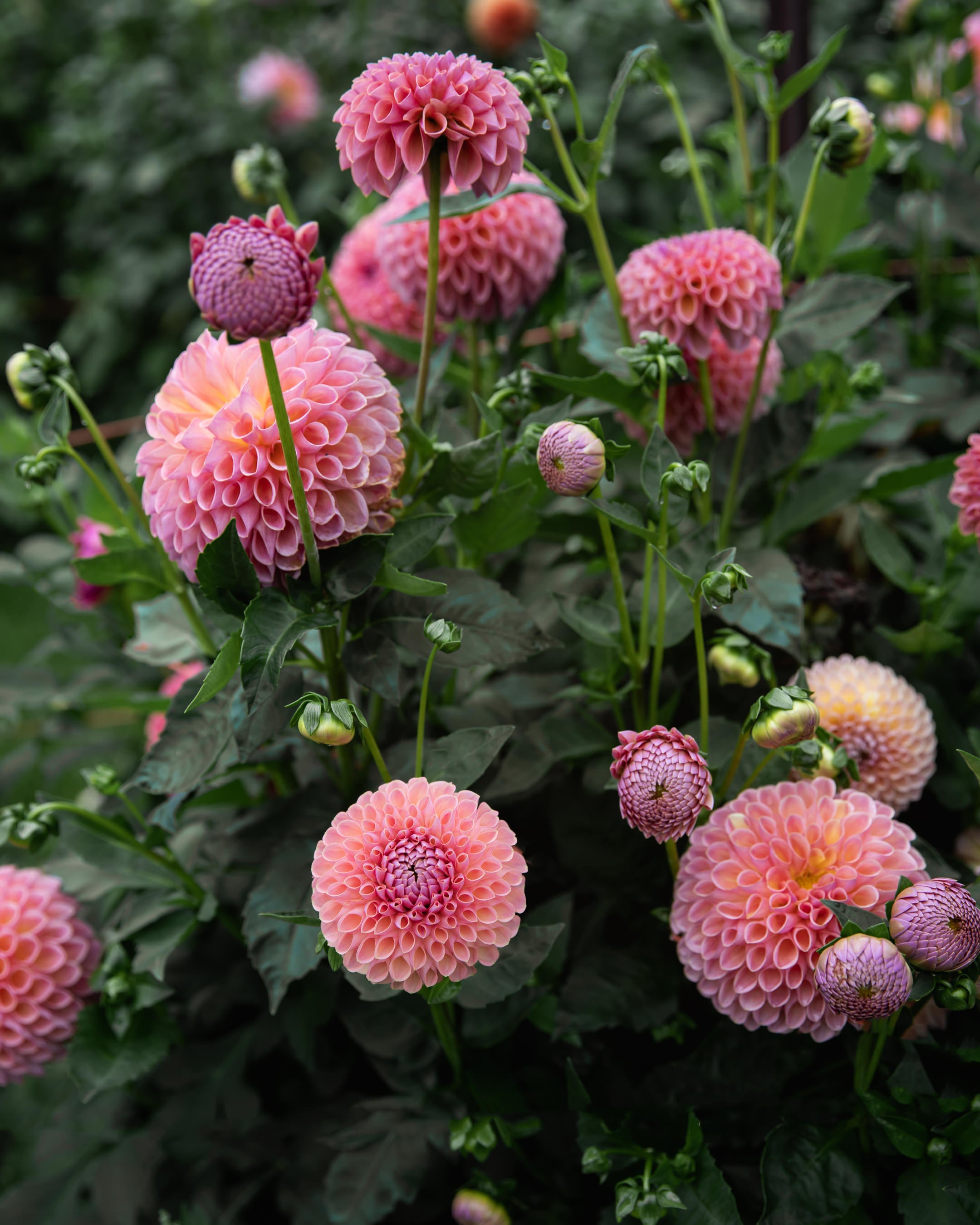 Dahlia Tuber Sale Jowey Winnie