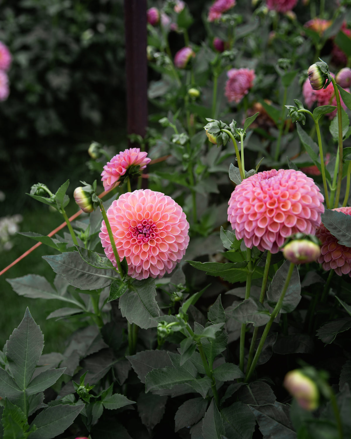 Dahlia Tuber Sale Jowey Winnie