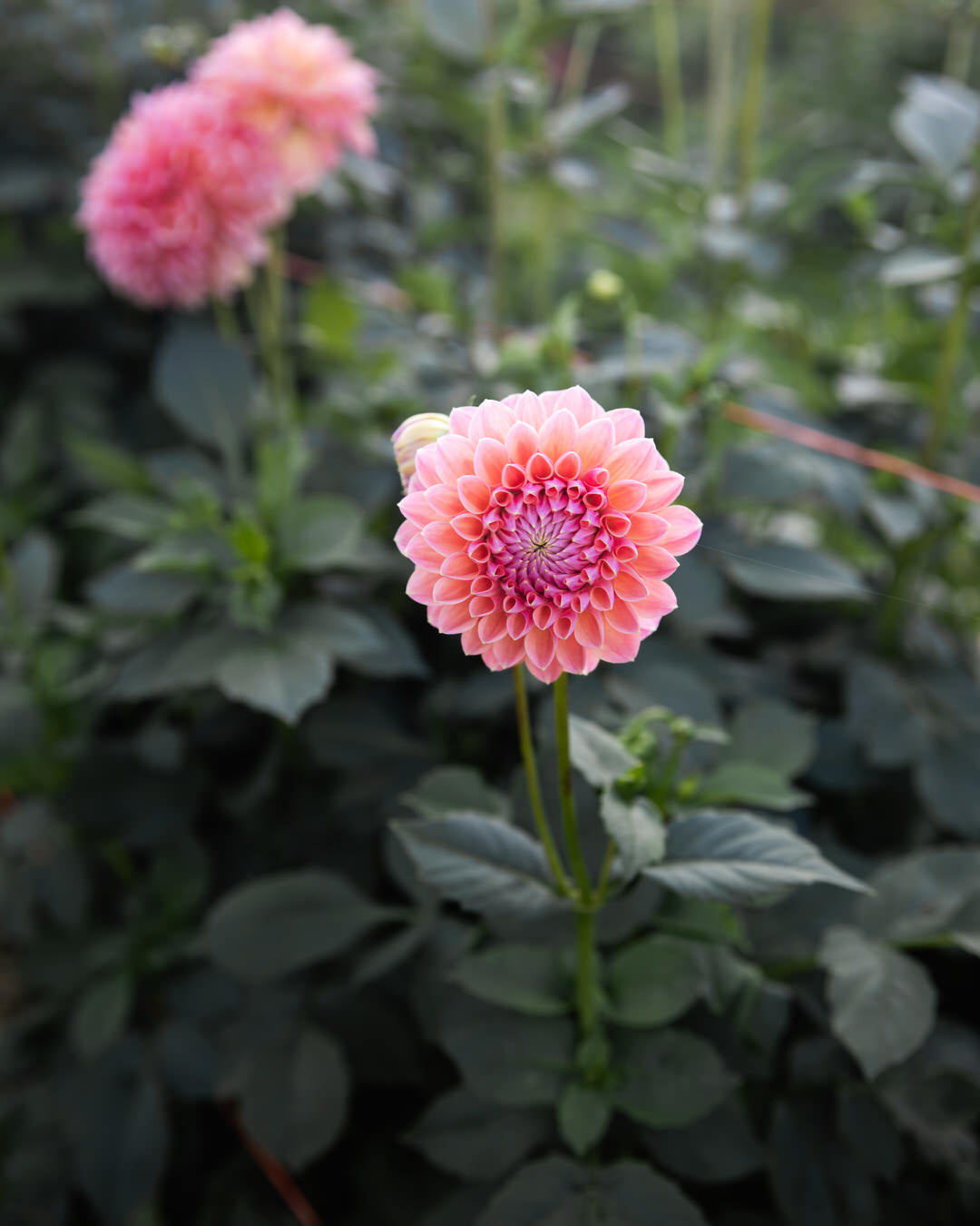 Dahlia KA's® Boho Peach