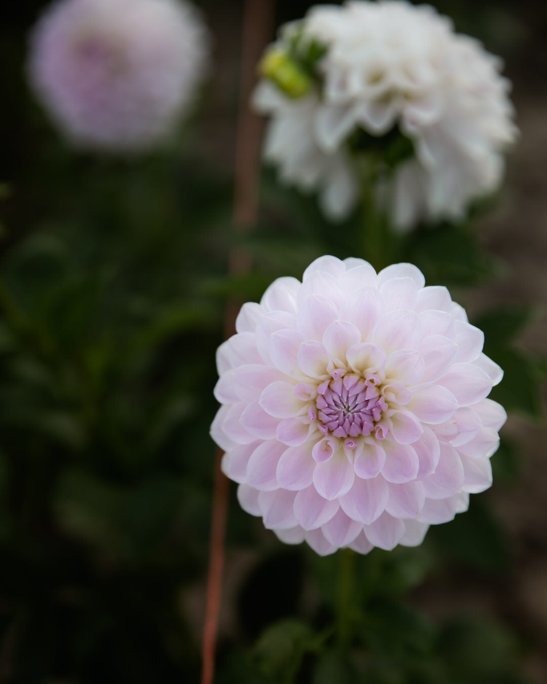 Dahlia Lakeview Premier