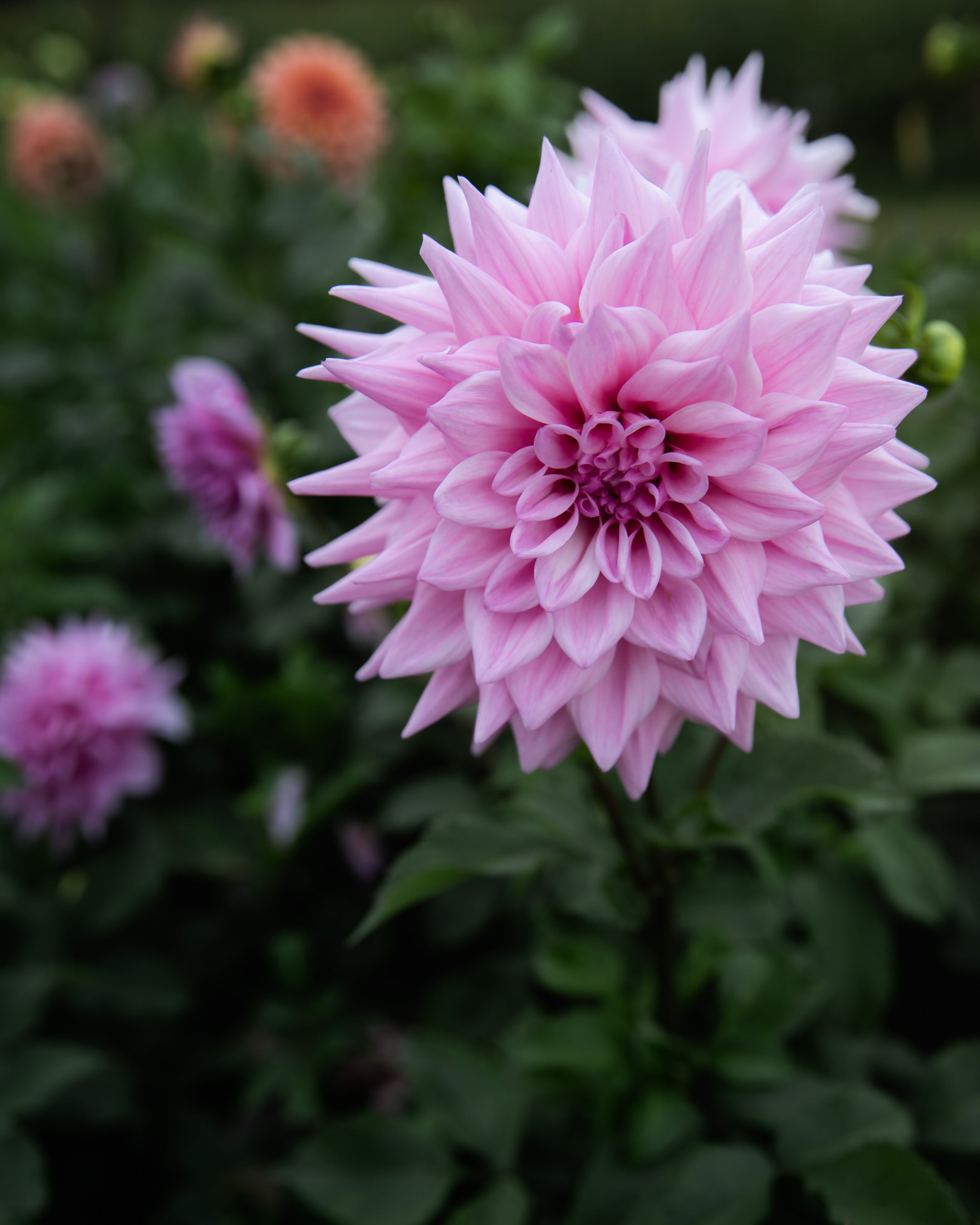 Dahlia Lovely Lana Tuber Sale
