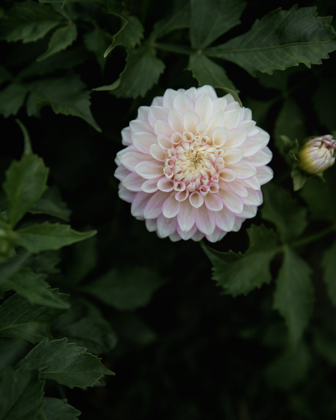 Dahlia Maltby Pearl