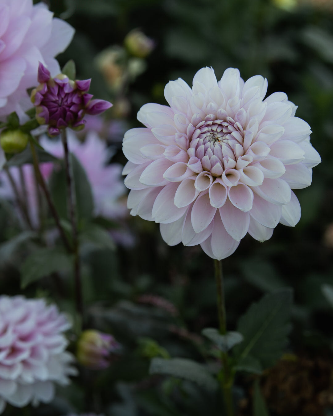 Dahlia Marionberry Milkshake