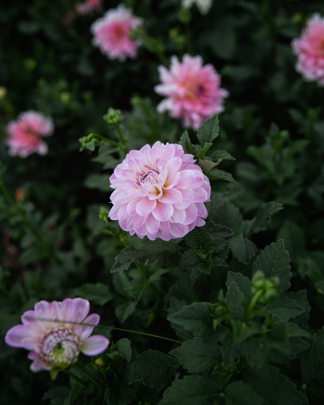 Dahlia Marionberry Milkshake