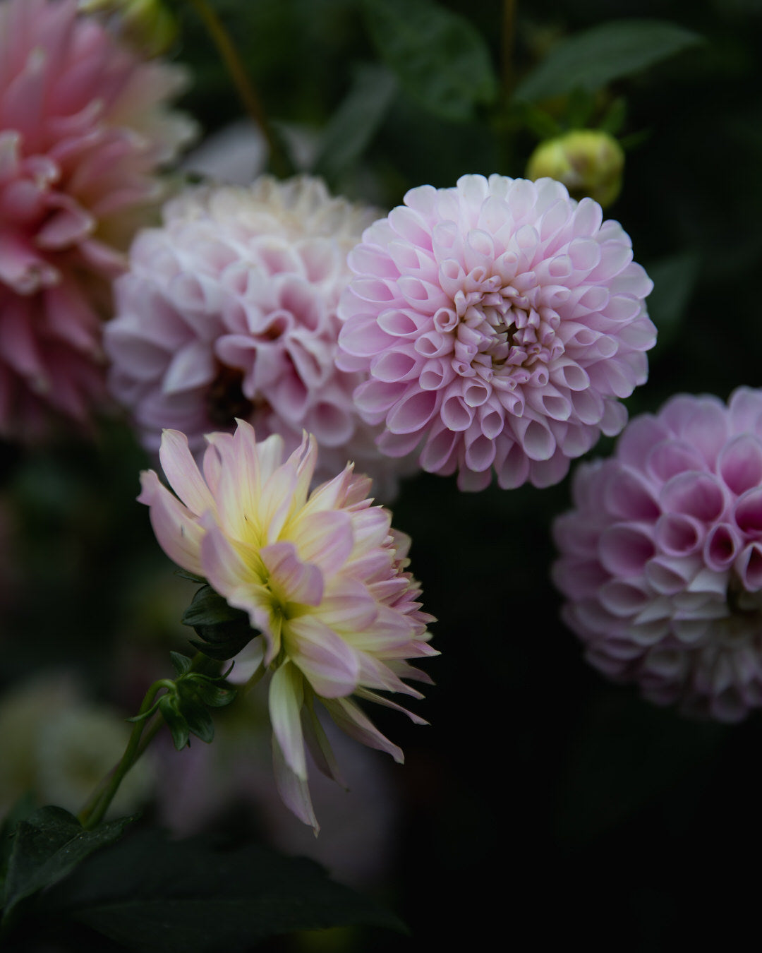 Dahlia Marionberry Milkshake