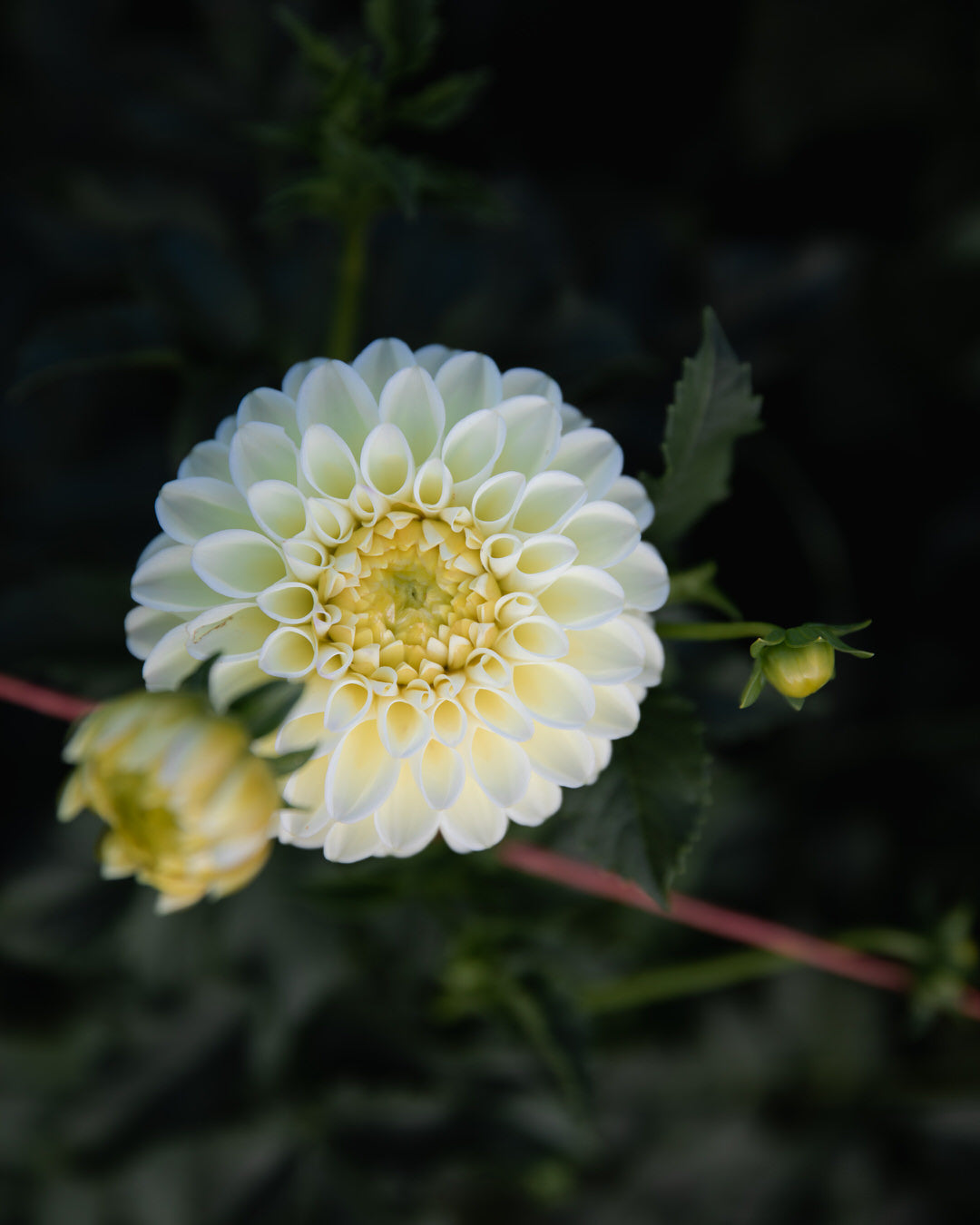 Dahlia MM Buttercream