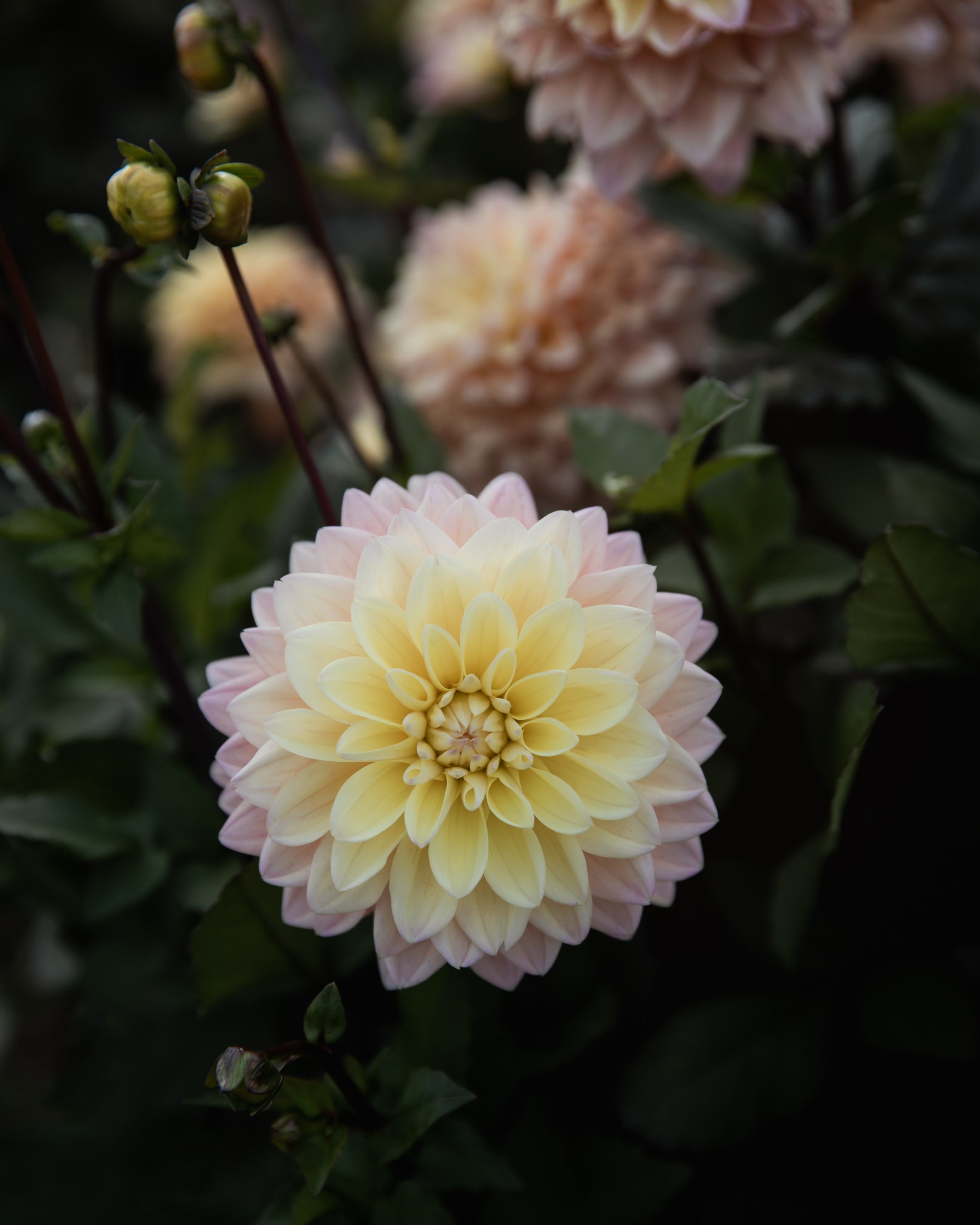 Dahlia Mondriaan Tuber Sale