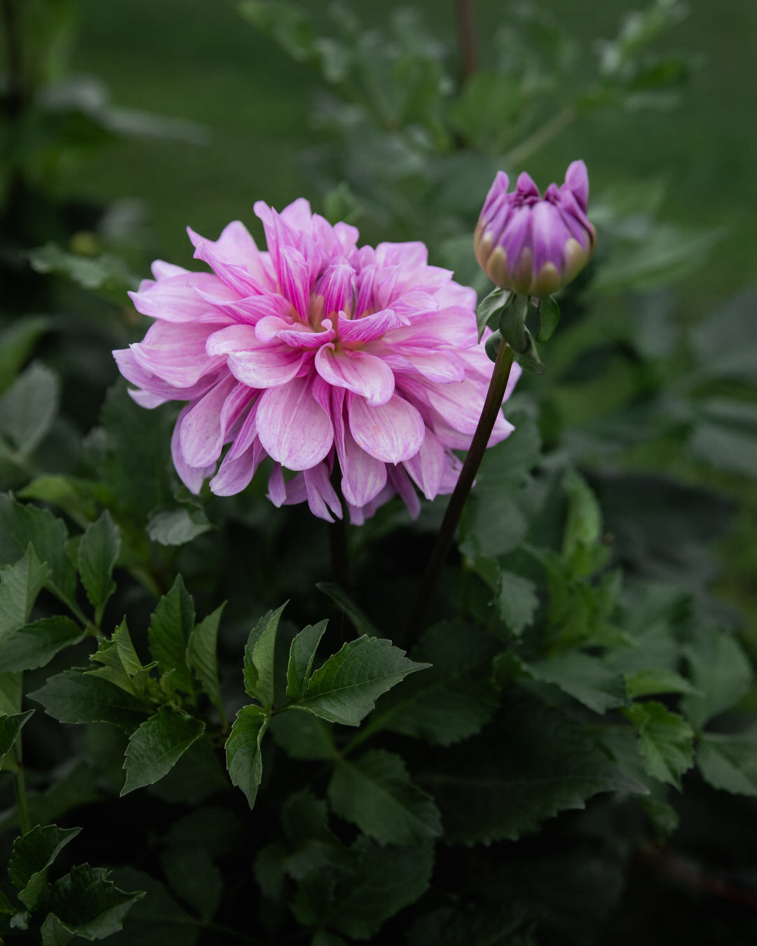 Dahlia Orchid Ice Petal Back Farm