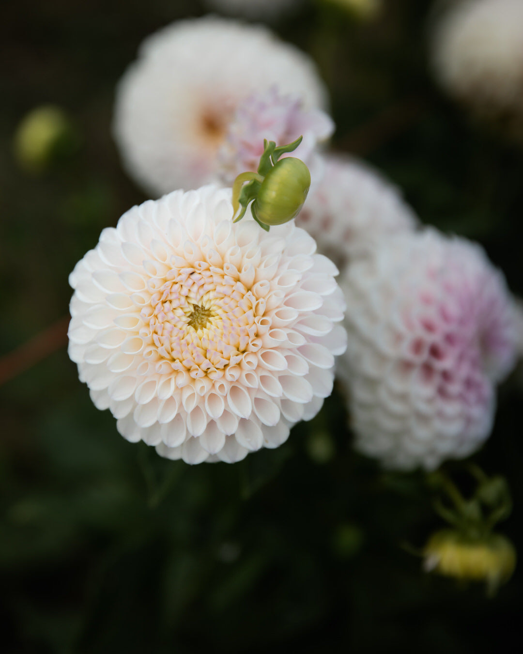 Dahlia Pink Pearl