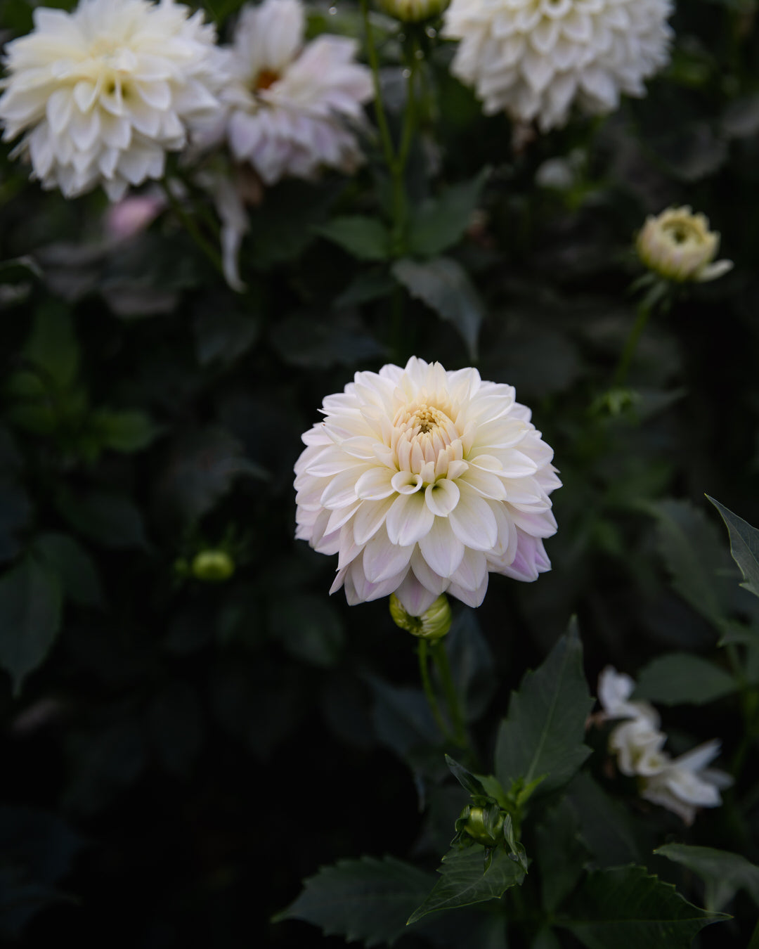 Dahlia Quiet Splendor