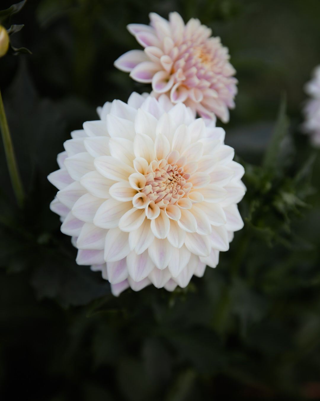Dahlia Quiet Splendor