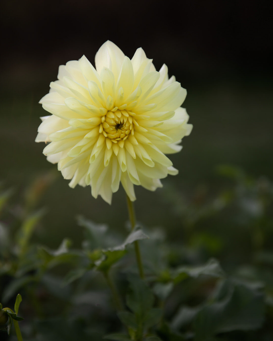 Dahlia River's Alex