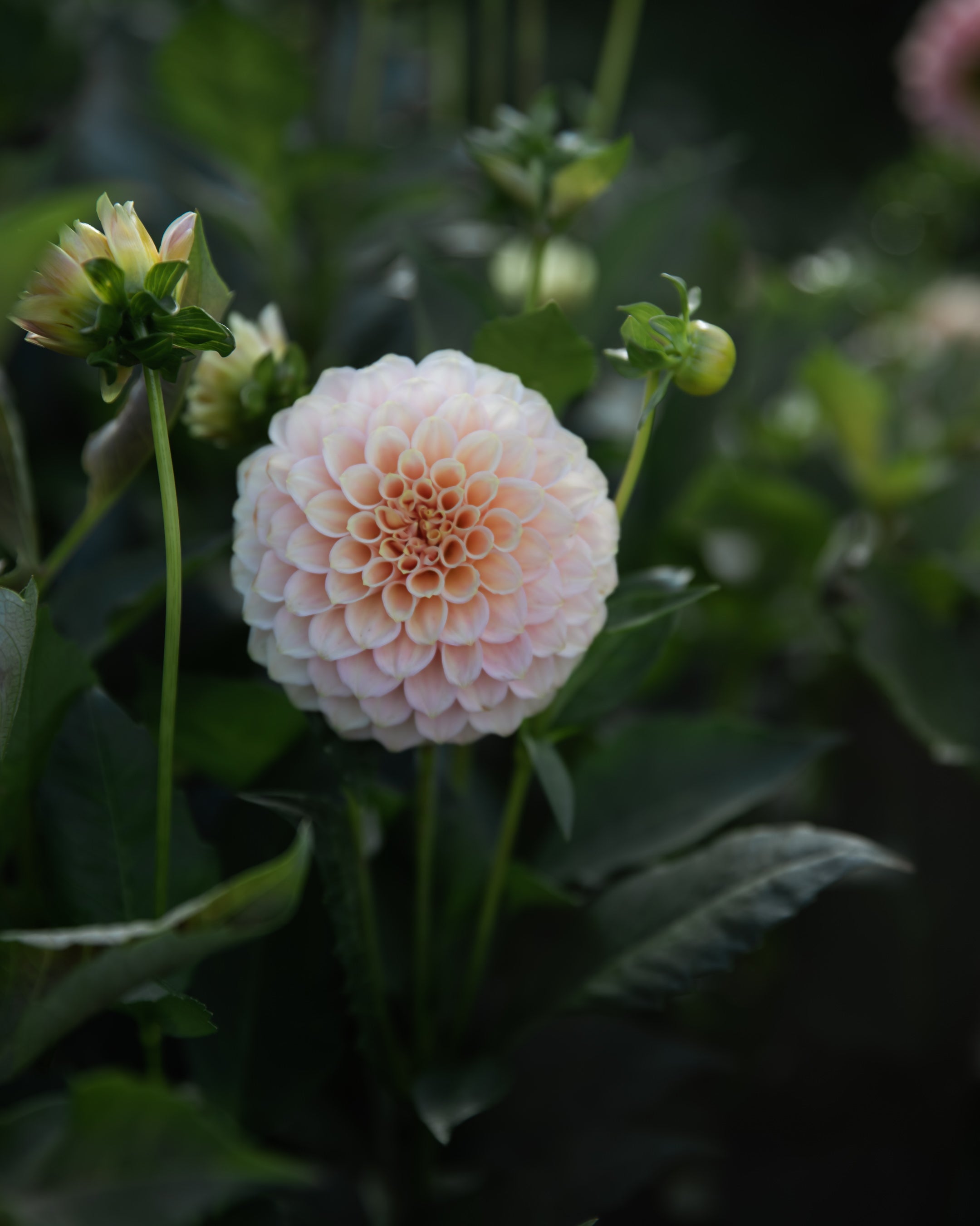Dahlia Rock Run Ashley Tuber Sale