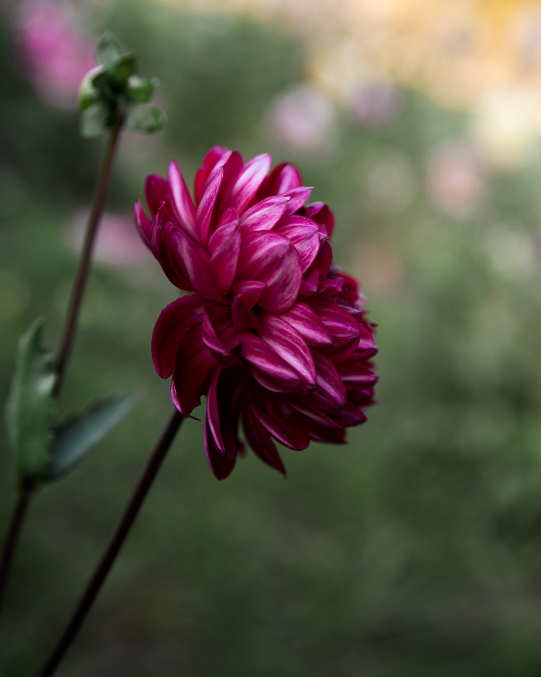 Dahlia Sandia Bertha