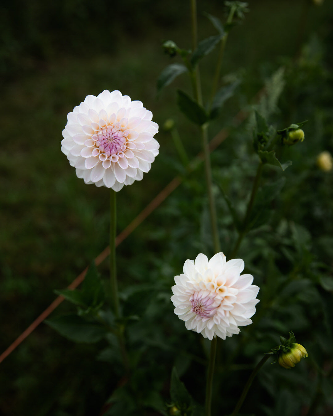 Dahlia Tahoma Stellar Feller Petal Back Farm
