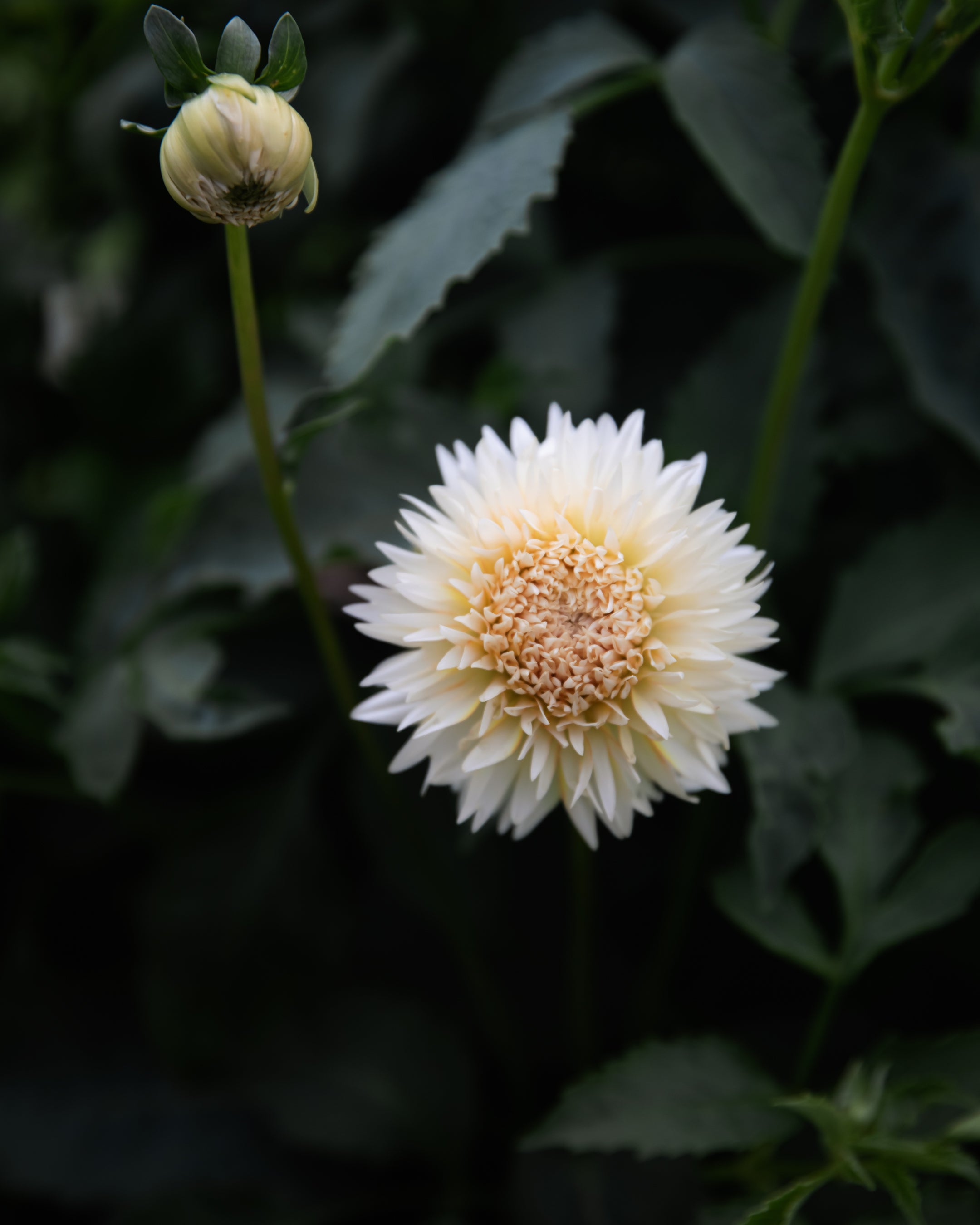 Dahlia Tahoma Thimble