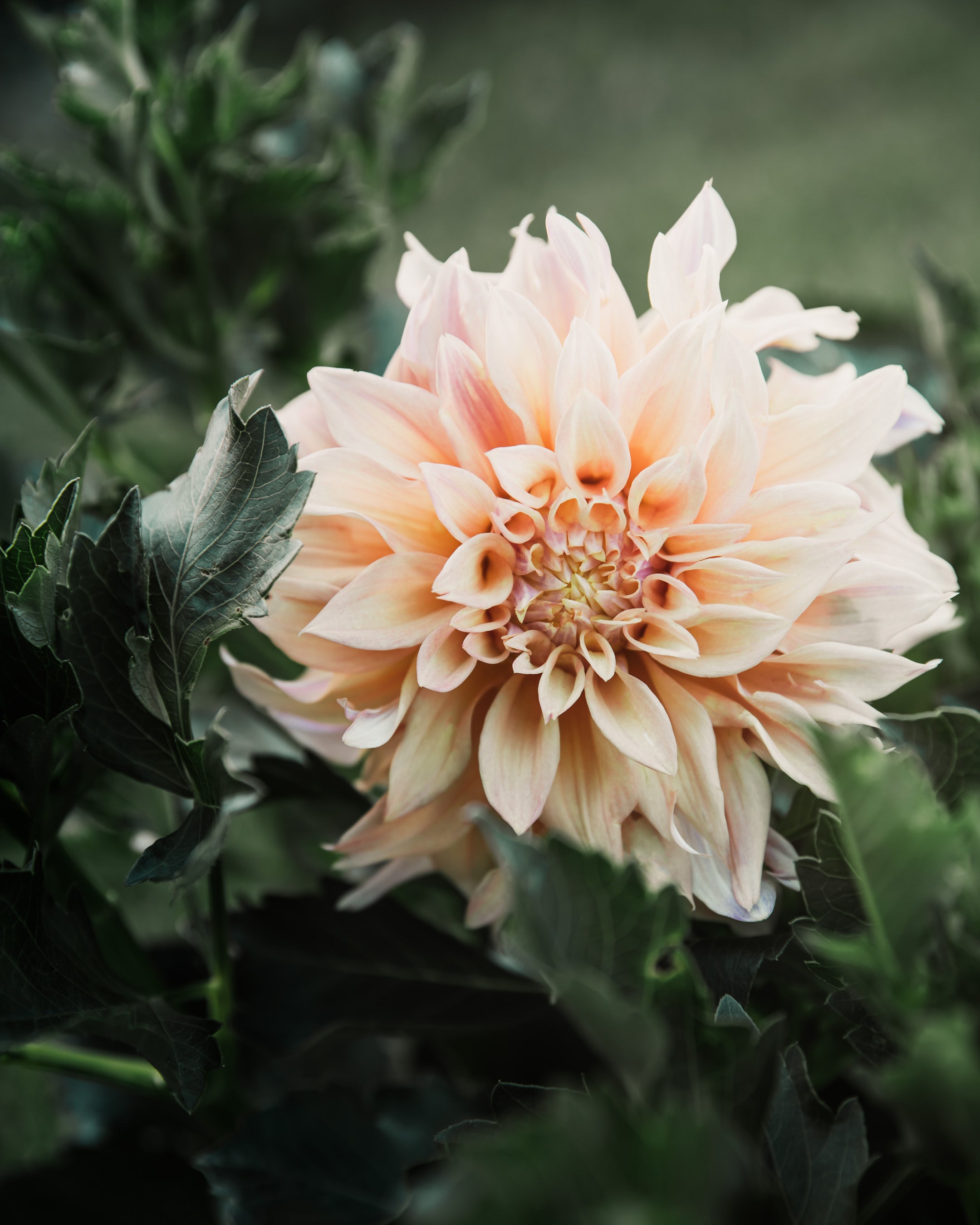 Dahlia Tyrell