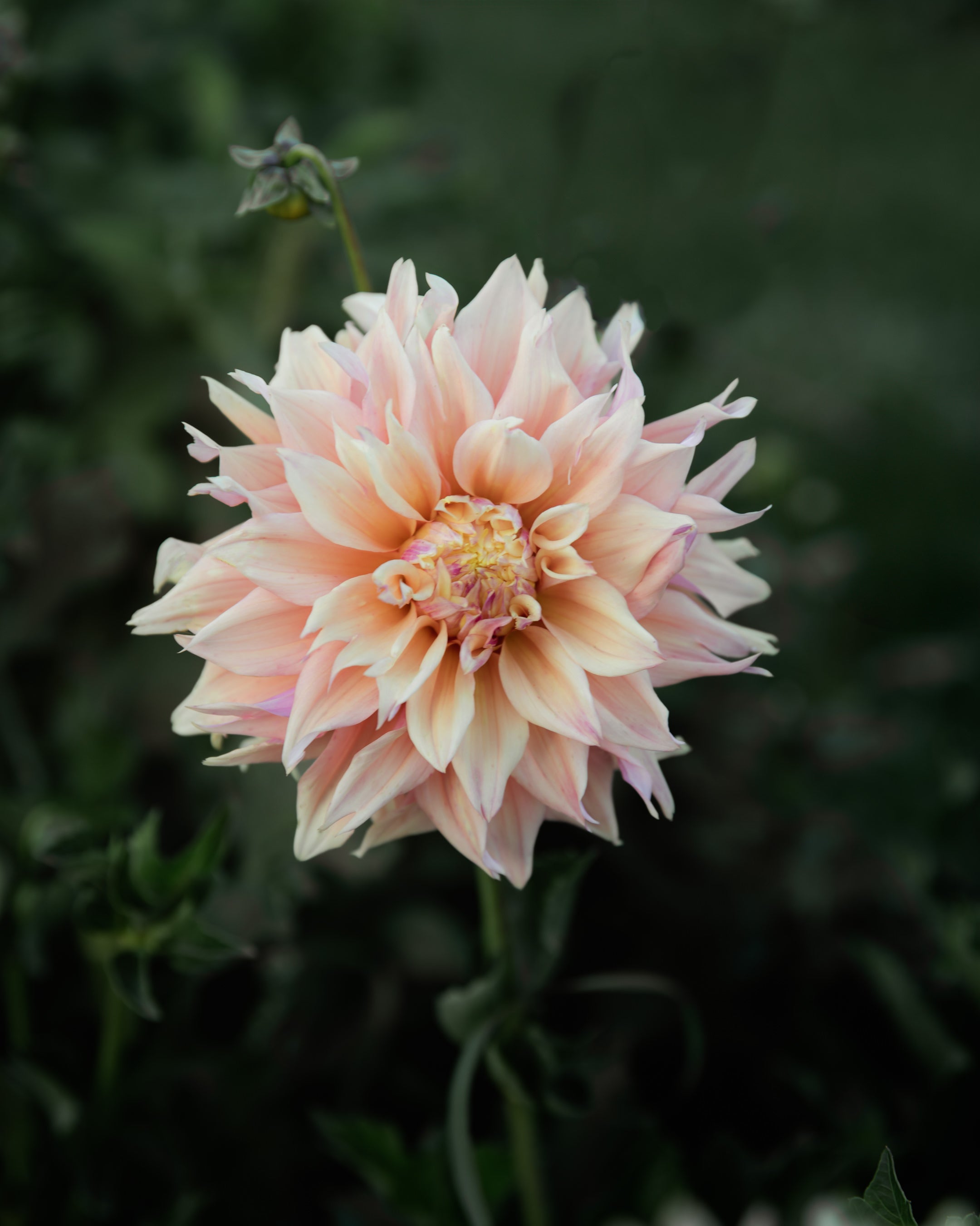 Dahlia Tyrell