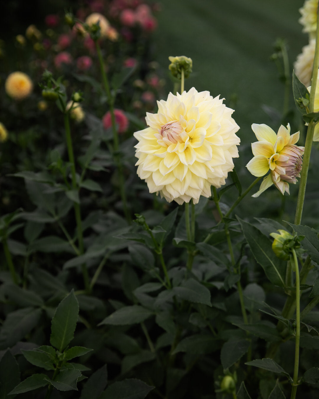 Dahlia Westerton Lilian