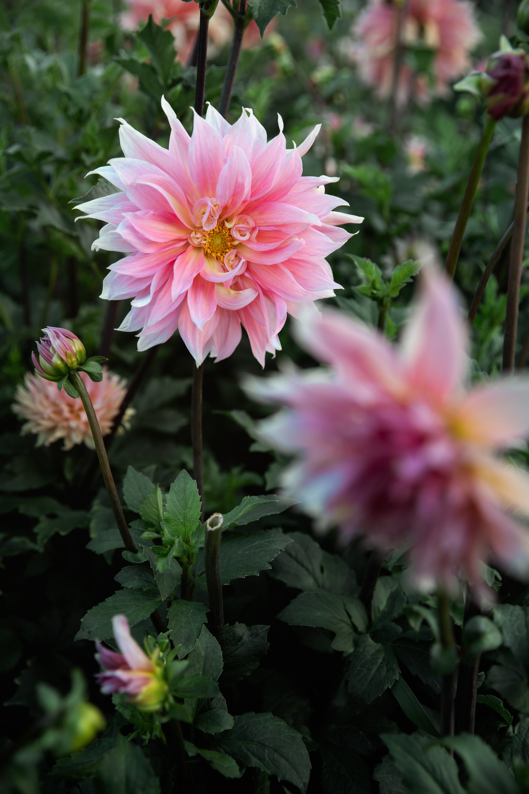 Dahlia Babylon Bronze For The Bees (Open Center)