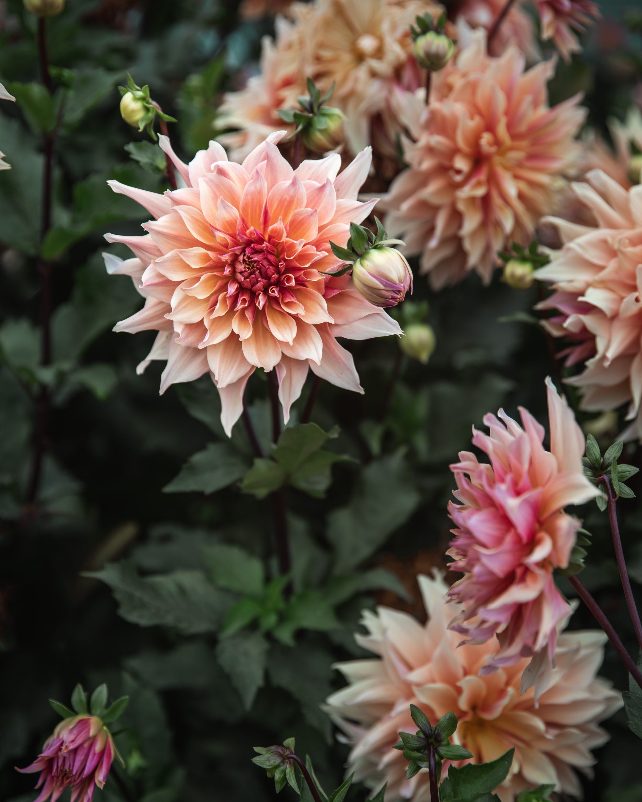 Dahlia Labyrinth