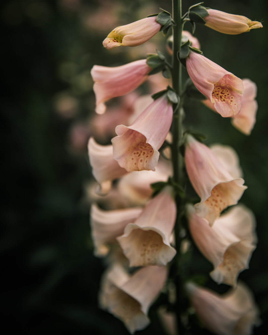 Foxglove 'Dalmatian Peach' seeds