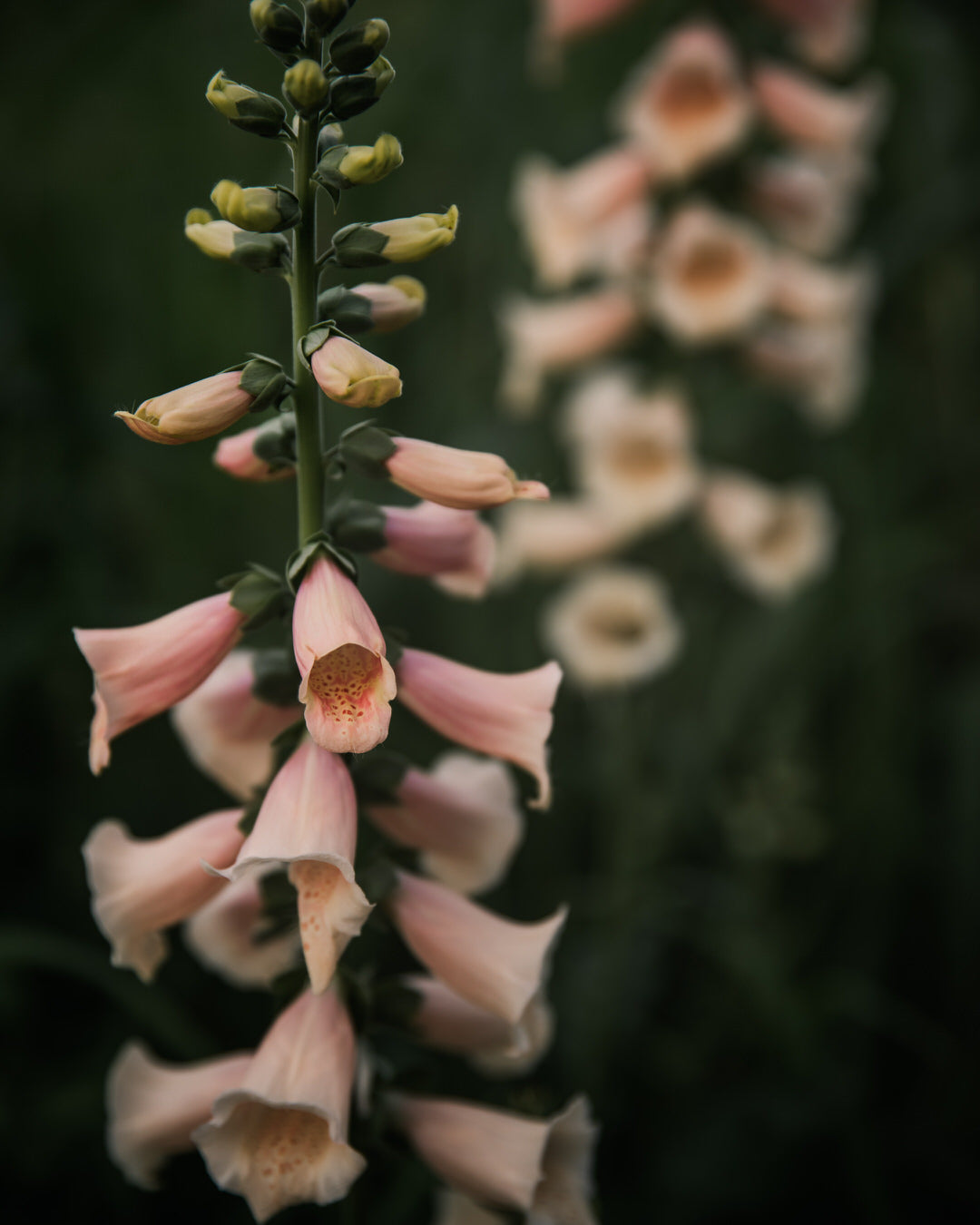 Foxglove 'Dalmatian Peach' seeds