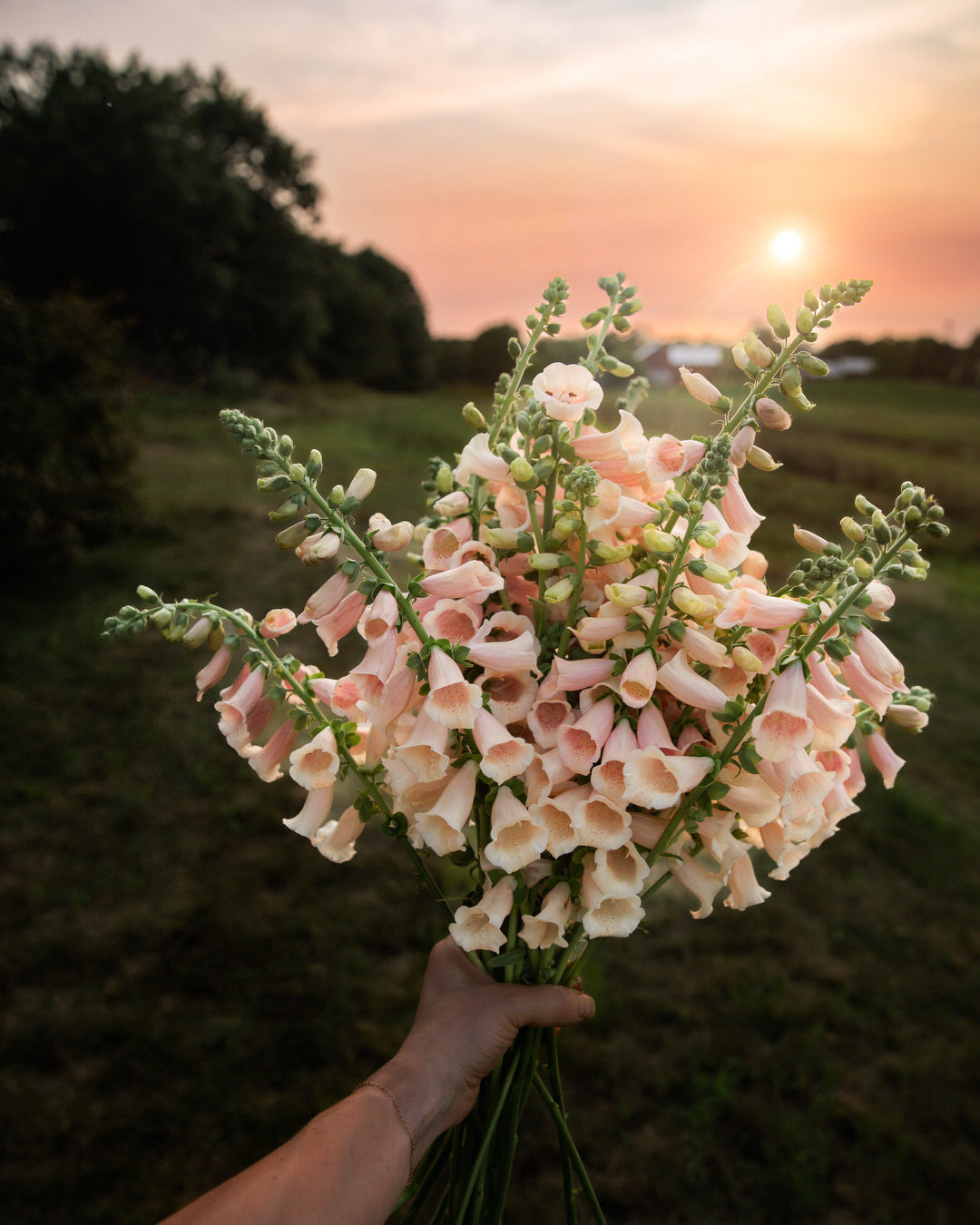 Foxglove 'Dalmatian Peach' seeds