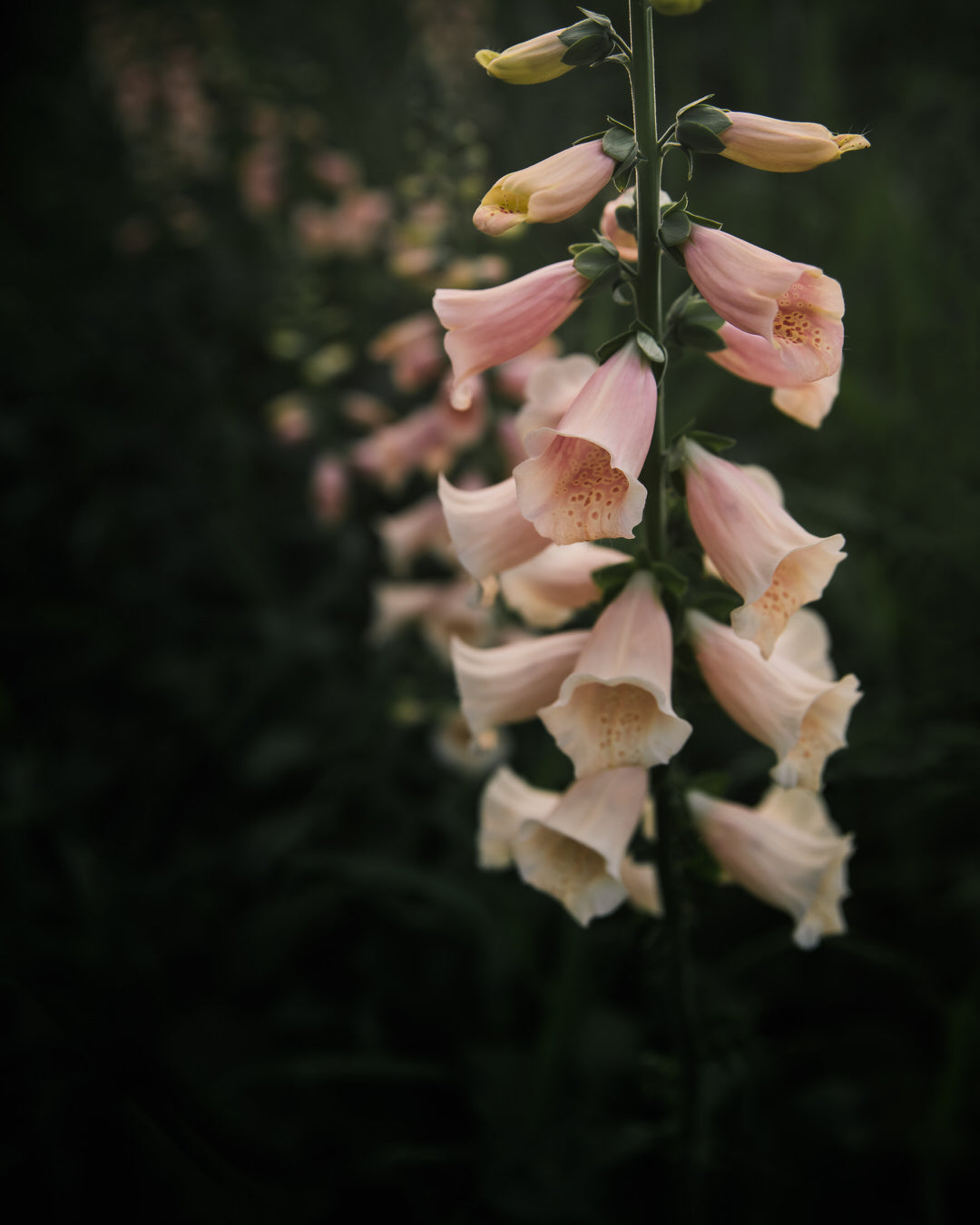 Foxglove 'Dalmatian Peach' seeds