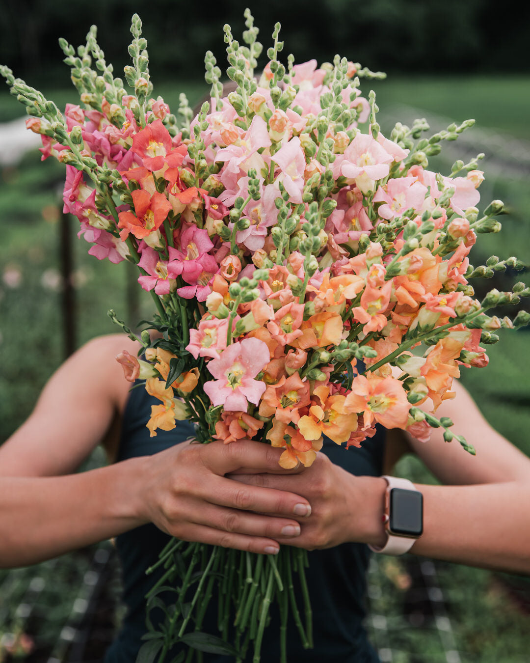 Snapdragon 'Chantilly™ Light Salmon'