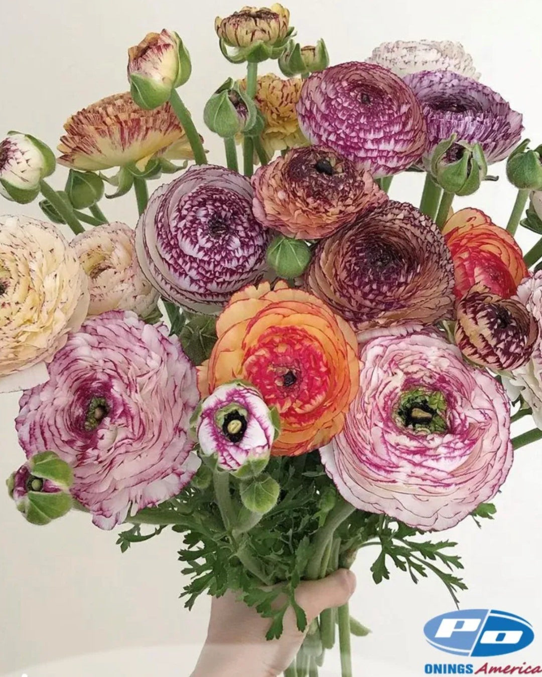 Ranunculus Italian Elegance Pastello Striato®