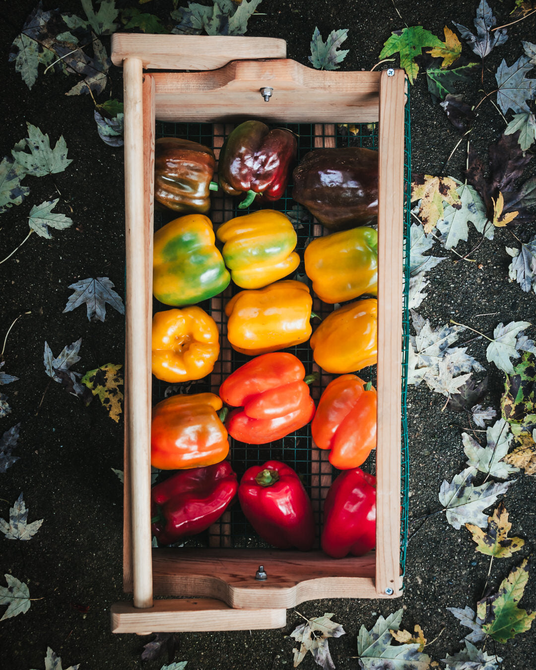 Pepper, Sweet 'Sweet Sunrise' (Yellow/Orange)