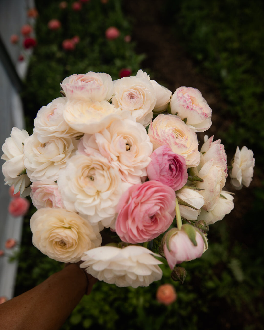 Ranunculus Italian Elegance Bianco Sfumato®