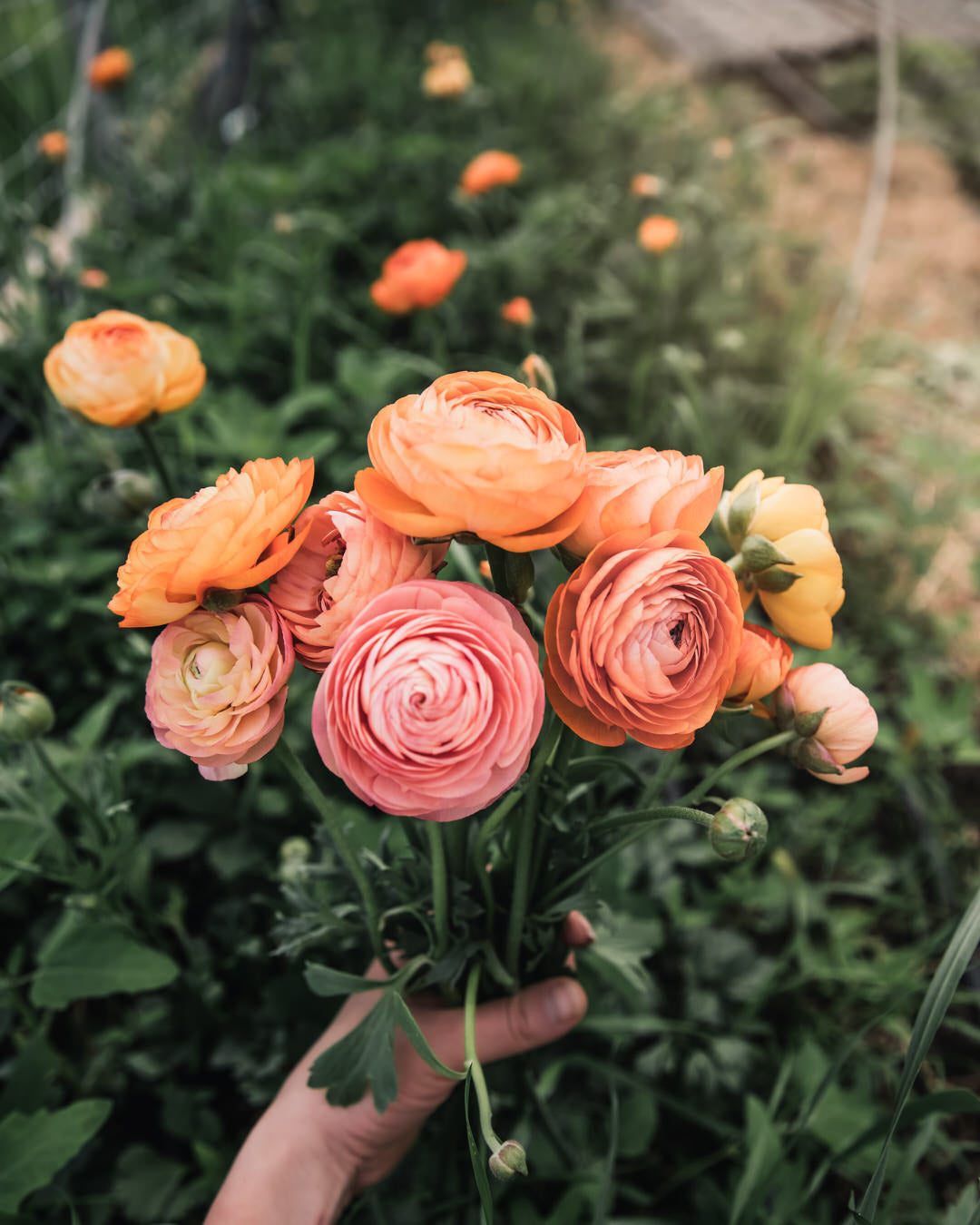Ranunculus Italian Elegance Salmone®