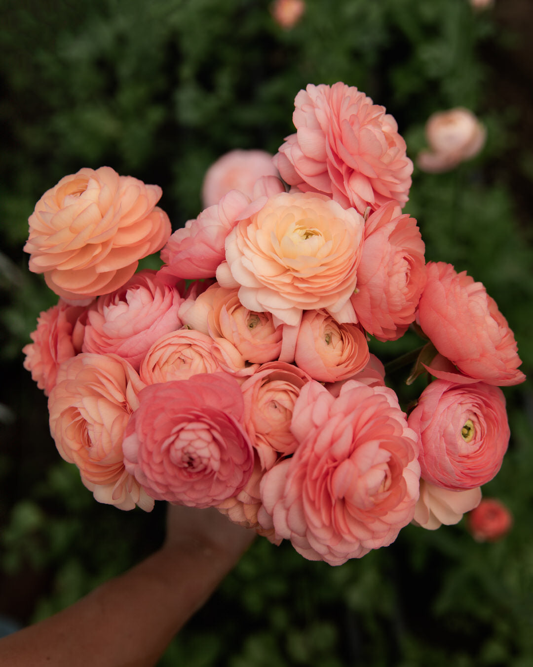 Ranunculus Italian Elegance Salmone®