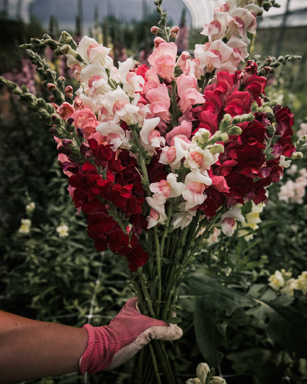 Snapdragon 'Potomac Berry Blend'