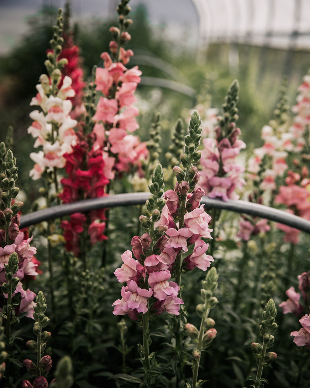 Snapdragon 'Potomac Berry Blend'