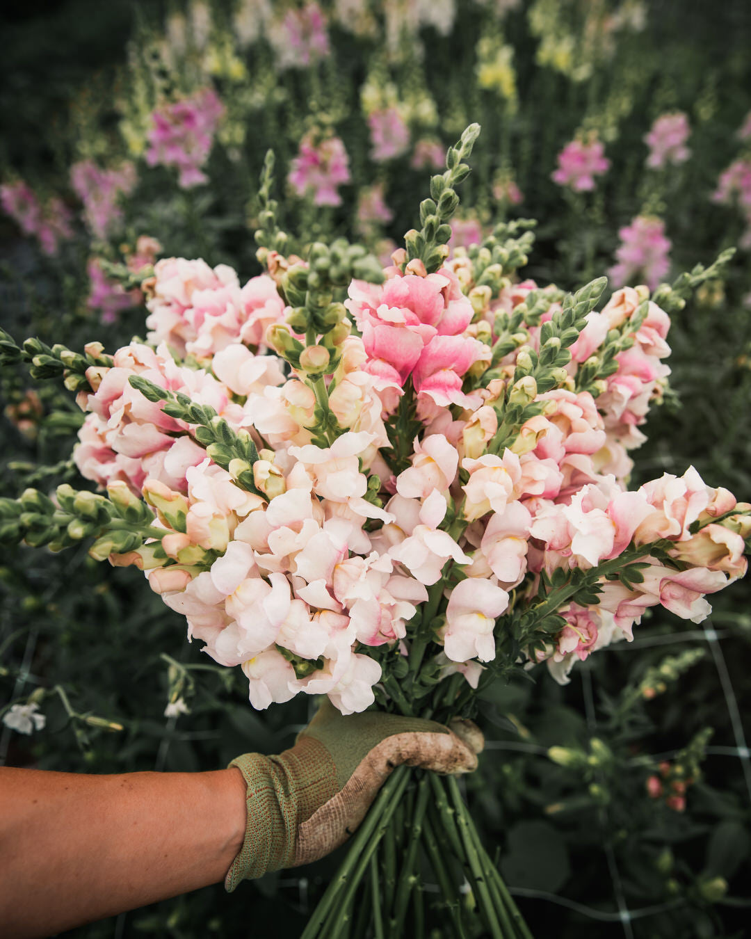 Snapdragon 'Bridal Pink'