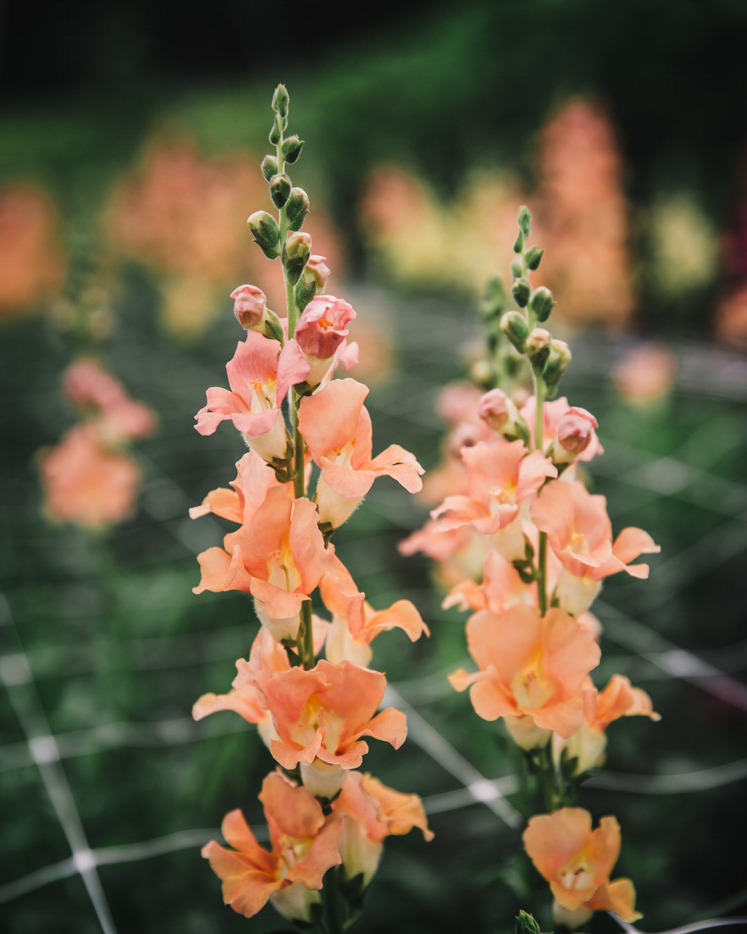 Snapdragon 'Chantilly™ Light Salmon'